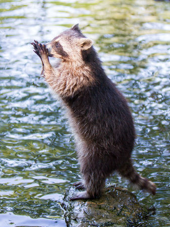Adult racoon begging for food, water backgroundの写真素材