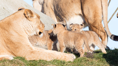 Lioness and cubs, exploring their surroundings in the winterの写真素材