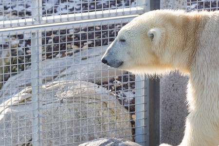 Close-up of a polarbear (icebear) in capticity (Holland)の写真素材