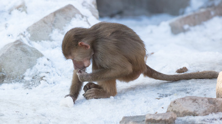 Baby baboon sitting on a rock, eating somethingの写真素材