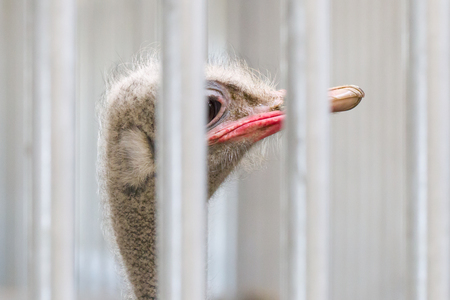 Close-up of head of ostrich behind barsの写真素材