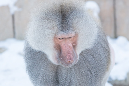 Close up of male hamadryas baboon in the winterの写真素材