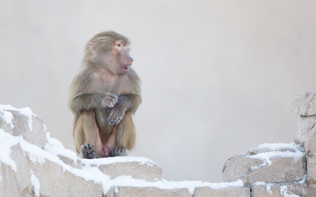 Macaque monkey resting in it's natural habitat