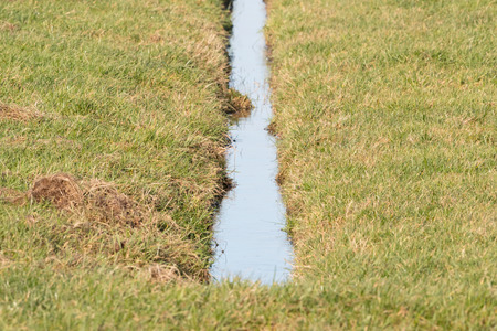 Ditch and meadows in waterland Friesland , the Netherlands, selective focus