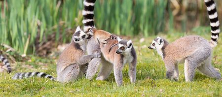 Ring-tailed lemur (Lemur catta) in a group, with youngの写真素材