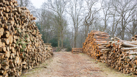 Forrest industry, stacked timber in a dutch forrest