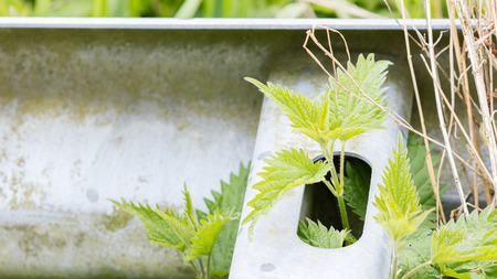 Abandoned road in the Netherlands, not being used for a long timeの写真素材