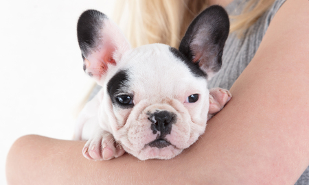 French bulldog puppy in the arms of a womanの写真素材