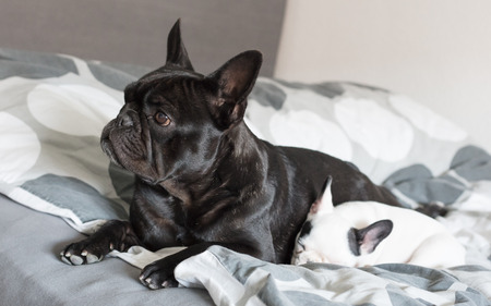 French bulldog puppy sleeping with an adult one, selective focusの写真素材