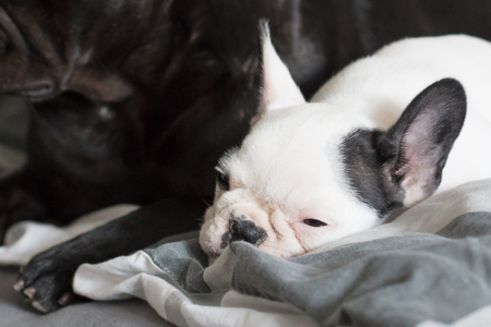 French bulldog puppy sleeping with an adult one, selective focusの写真素材