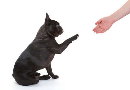 French bulldog giving a paw, selective focusの写真素材