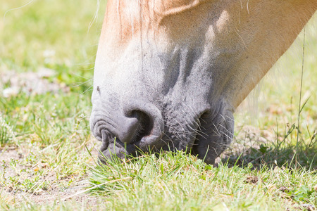 Beautiful haflinger horse in the Alps / mountains in Tirol, Austriaの写真素材