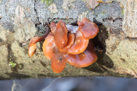 Small mushrooms on the tree - Selective focusの写真素材