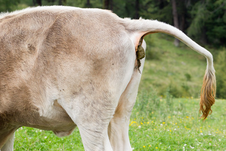 Cow pooing on a field in Austriaの写真素材