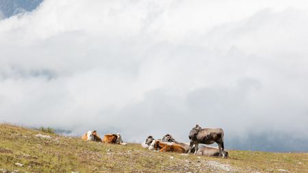Milk cows in a meadow of grass, Alps, Austriaの写真素材