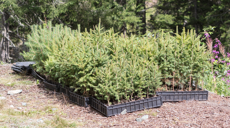 Small pine trees waiting to be planted in a forest - Alpsの写真素材