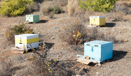 Beehive with bees in Greece - Selective focus