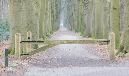Solid fence in a dutch forest, selective focusの写真素材