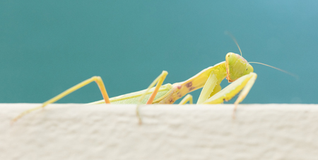Green praying mantis on a wall (Mantis religiosa) - Selective focus on the headの写真素材