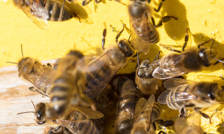 Closeup of a beehive - Bees are working - Selective focus