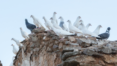 White pigeons in Greece - Sitting on an old buildingの写真素材
