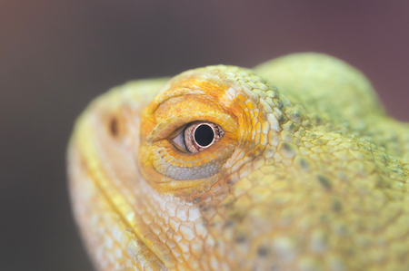 Close-up of a green iguana resting, selective focusの写真素材