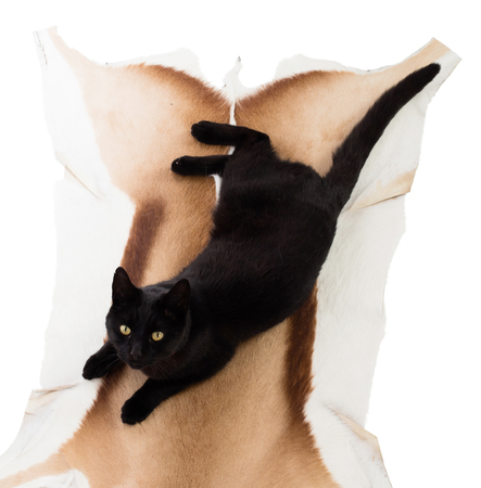 Cat on a skin of a springbok, isolated on whiteの写真素材