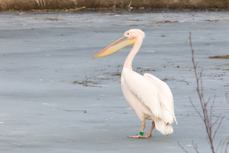 Pelican standing on ice, slightly confused what to make of itの写真素材