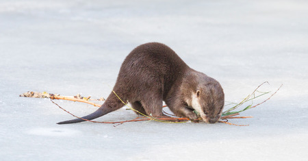 Small claw otter gathering nest material on the ice - The Netherlandsの写真素材