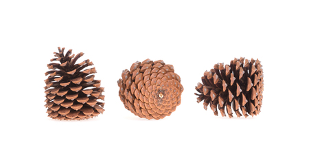 Three pine cones isolated on a white backgroundの写真素材