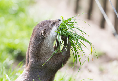 Small claw otter gathering nest material - Fresh green grassの写真素材
