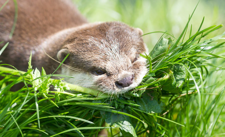 Small claw otter gathering nest material - Fresh green grassの写真素材