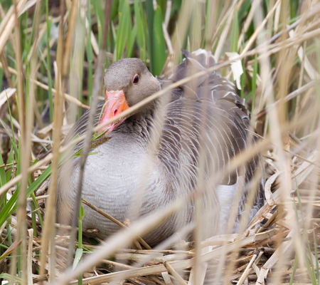 Greylag goose sitting on a nest - Hidden in the reedsの写真素材