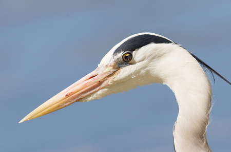 Great Blue Heron standing quietly, extreme close-upの写真素材