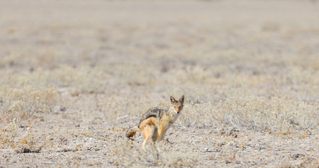 Black backed jackal (Canis mesomelas) pooping in the Kalahari, Botswanaの写真素材