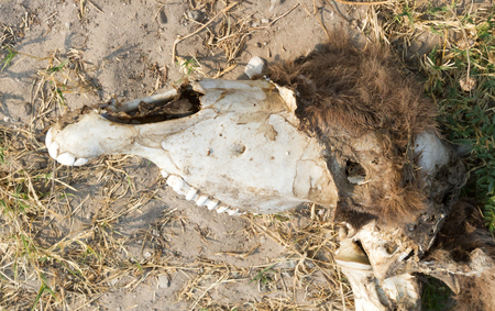 Carcass of a donkey in Botswana - Concept of starvationの写真素材