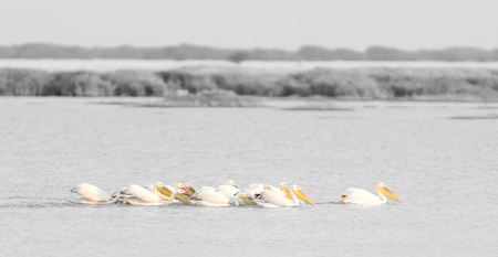 Pink pelicans (Pelecanus rufescens) in the Makgadikgadi, Botswanaの写真素材