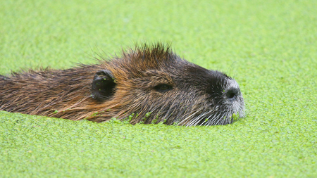 Myocastor coypus, single mammal in it's natural habitat - selective focusの写真素材