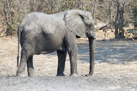 Adult elephant taking a mudbath, Moremi - Botswanaの写真素材