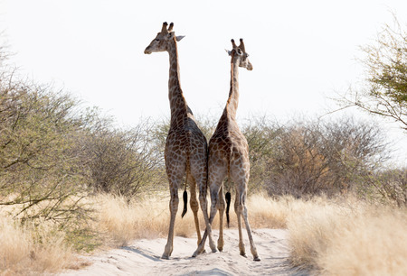 Two giraffes blocking the road, Kalahari - Botswanaの写真素材