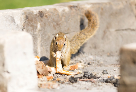 Tree squirrel ( Paraxerus cepapi) eating leftover bread, Namibia