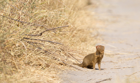 Yellow Mongoose (Cynictis penicillata) in the Kalahari, Botswanaの写真素材