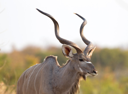 Closeup of a greater Kudu (Tragelaphus strepsiceros) in Namibiaの写真素材