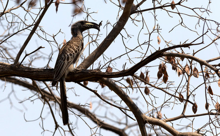 African Grey Hornbill sitting in a tree in Botswanaの写真素材