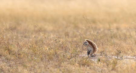 Cape ground squirrel (xerus inauris) in the Kalahariの写真素材