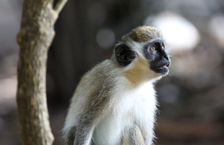 Green vervet monkey (Chlorocebus pygerythrus) in Gambia