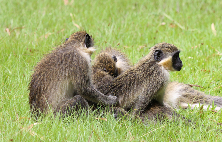Green vervet monkey (Chlorocebus pygerythrus)  making love for mating, Gambiaの写真素材