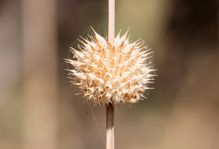 Spikey flower on grass - Nature in Botswanaの写真素材