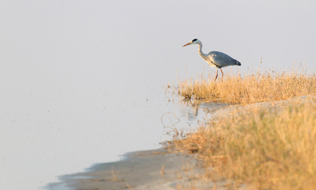Blue heron hunting in Botswana - Makgadikgadi pansの写真素材