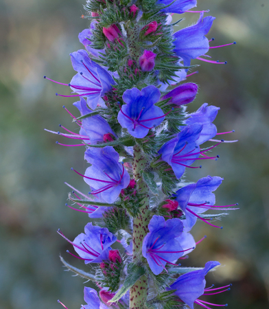 Flower in the summer - Fresh colours in the garden